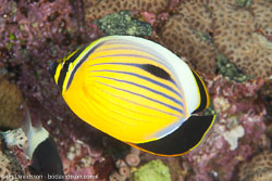 BD-100922-St-Johns-2018-Chaetodon-austriacus.-Rüppell.-1836-[Blacktail-butterflyfish].jpg